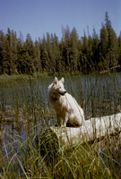 02_1964_007
